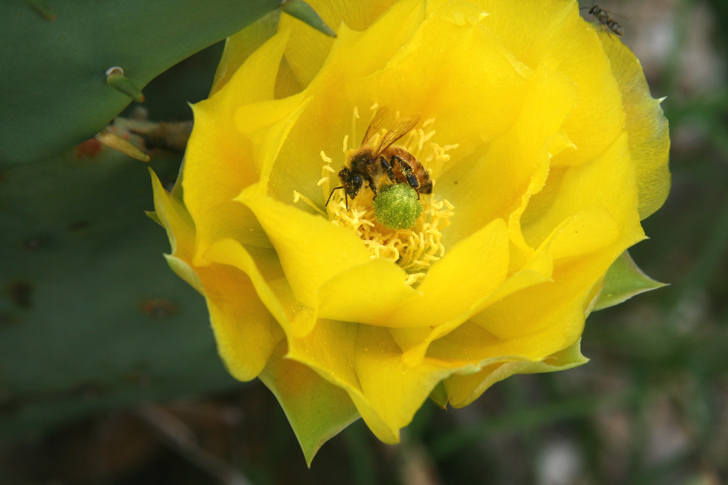 Honey bee covered in pollen on prickly pear cactus flower