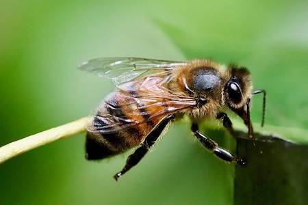 typical honey bee