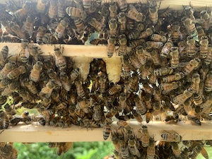 a close up picture of bees on a frame with two queen cells visible from behind the mass of bees