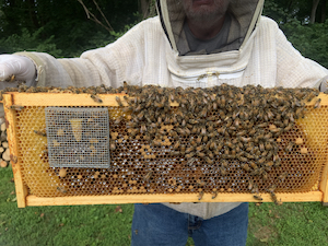 a more zoomed out shot of a frame with a single queen cell under a wire mesh cage. Almost the entire frame is visible and a beekeeper is seen holding it up behind the frame.